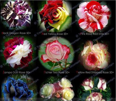 50 Seeds New Midnight Supreme Rose Pink Rose Red Strip Fichier Rose