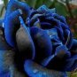 50 Seeds New Midnight Supreme Rose Pink Rose Red Strip Fichier Rose