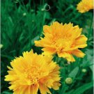 30 Seeds Yellow Coreopsis Sunray Lance Leaf