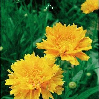 30 Seeds Yellow Coreopsis Sunray Lance Leaf