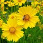 30 Seeds Yellow Coreopsis Sunray Lance Leaf