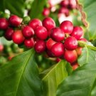 20 Kinds of Seeds Fruits Goji Coffee Pineberry Grape Water Melon Vegetables