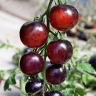 100 Seeds Rare Russian Brown Cherry Tomato Hybrid Fruits