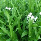 60g Seeds White Sesame Gingili