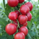 20 Seeds 'Summer Pink' Big Truss Tomato