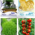 12 Seeds Asparagus Fern GOLDEN STRING PUMPKIN Long White Eggplants Tomato