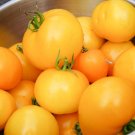 300 Seeds Rare Yellow Fat 'Luo Cheng' Organic