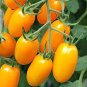 300 Seeds Rare Yellow Fat 'Luo Cheng' Organic
