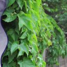 50 Seeds Boston Ivy Seeds Parthenocissus Tricuspidata Veitchii Vine