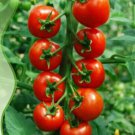 25 Seeds Red Truss Tomato Plant Seeds Non-gmo Heirloom Fruits