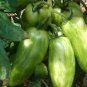 30 Seeds Green 'Banana' Tomato Seeds, Heirloom Tasty Tomato Vegetables