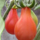 25 Seeds Red 'Pear' Small Tomato Seeds, Heirloom Tasty Tomato Vegetables