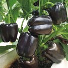 10 Seeds Anhui Dark Purple Sweet Pepper F1
