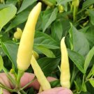 20 Seeds Anhui Yelow Hot Pickled Chili Pepper Organic