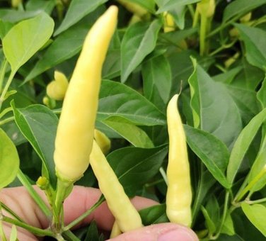 20 Seeds Anhui Yelow Hot Pickled Chili Pepper Organic