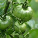 30 Seeds Middle Green Tomato with Yellow Stripe Organic
