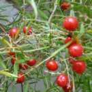 6 Seeds Lucid Asparagus Chinese Herbs