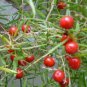 6 Seeds Lucid Asparagus Chinese Herbs