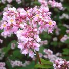 30 Seeds Buckwheat Edible Green Herb Foods
