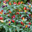 35 Seeds Anhui Colorful Hot Ornamental Pepper Organic