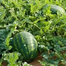 10g Seeds Rare Hanging Green Very Sweet Water Melon F1