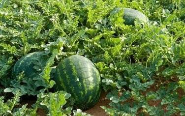 10g Seeds Rare Hanging Green Very Sweet Water Melon F1