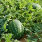 10g Seeds Rare Hanging Green Very Sweet Water Melon F1