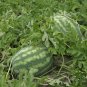 10g Seeds Rare Hanging Green Very Sweet Water Melon F1