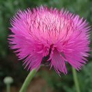 40 Seeds Pink Sweet Sultan Cornflower