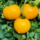 20 Seeds Rare Middle Dark Yellow Tomato with Red Top Organic