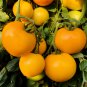 20 Seeds Rare Middle Dark Yellow Tomato with Red Top Organic