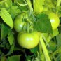 20 Seeds Rare Middle Green Tomato with Red Top Organic