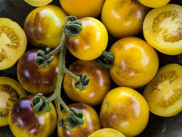 300 Seeds Rare Bumble Bee Heirloom Tomato