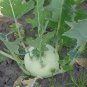50 Seeds Rapeform Mustard