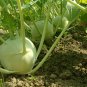 50 Seeds Rapeform Mustard