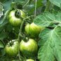 300 Seeds Middle Green Tomato with Dark Green Stripe Original Seeds