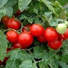 10 Seeds Red Cherry Tomato Seeds