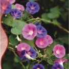 25 Seeds Heavenly Mix Morning Glory Vine Seeds