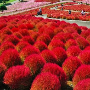 3500 Seeds Burning Bush Grass Kochia Scoparia Summer Cypress