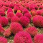 3500 Seeds Burning Bush Grass Kochia Scoparia Summer Cypress