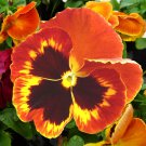 30 Seeds Pansy Red Black Petals with Yellow Eye Flowers