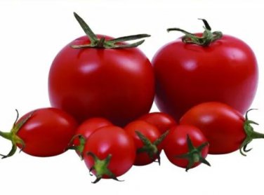 100 Seeds 'Honglian' Small Big Mixed Dark Red Tomato Hybrid F1 Tomato Seeds