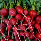 50 Seeds Early Scarlet Radish Vegetables