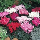 5 Seeds Heirloom Cyclamen Grandiflorum 'Lazer Mixed' F1 Seeds