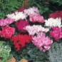5 Seeds Heirloom Cyclamen Grandiflorum 'Lazer Mixed' F1 Seeds