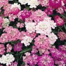 50 Seeds Candytuft Fragrant Iberis Amara Room Flower Bee