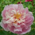 5 Seeds New Pure Pink Curly Tree Peony Flower Seeds