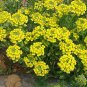 50 Seeds Yellow Spice Snowball Flower