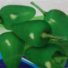 500 Seeds Green Pickled Bubble Hot Chili Peppers