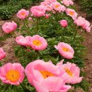 6 Seeds Herbaceous Peony Flower